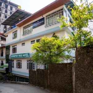 Sparrow Juniper Tree Near MG Marg SIKKIM